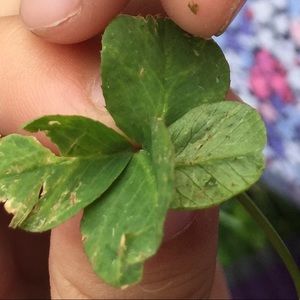 Meet your Posher, Olga